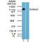 Autophagy And Beclin 1 Regulator 1 antibody, PA5-23212, Invitrogen Antibodies, Western Blot image 