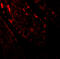 CREB Regulated Transcription Coactivator 2 antibody, 7325, ProSci Inc, Immunofluorescence image 