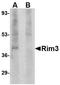 Regulating Synaptic Membrane Exocytosis 3 antibody, NBP1-76874, Novus Biologicals, Western Blot image 