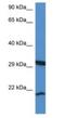 RHEB Like 1 antibody, NBP1-74160, Novus Biologicals, Western Blot image 