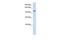 WD Repeat Domain 63 antibody, GTX45697, GeneTex, Western Blot image 