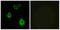Olfactory Receptor Family 5 Subfamily H Member 6 (Gene/Pseudogene) antibody, A16532, Boster Biological Technology, Immunohistochemistry paraffin image 