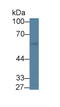 Kruppel Like Factor 4 antibody, MBS2014661, MyBioSource, Western Blot image 