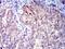 CD1c Molecule antibody, NBP2-61726, Novus Biologicals, Immunohistochemistry frozen image 