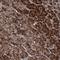 Coiled-Coil Serine Rich Protein 2 antibody, HPA037482, Atlas Antibodies, Immunohistochemistry frozen image 