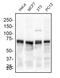 Dynamin 1 Like antibody, NB110-55288, Novus Biologicals, Western Blot image 