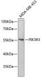 Phosphoinositide 3 kinase, p110 gamma antibody, 19-121, ProSci, Western Blot image 