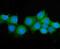 Argininosuccinate Synthase 1 antibody, M02212-2, Boster Biological Technology, Immunofluorescence image 