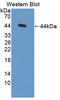 GLI Family Zinc Finger 1 antibody, LS-C374948, Lifespan Biosciences, Western Blot image 