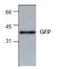 GFP antibody, NBP1-50696, Novus Biologicals, Western Blot image 