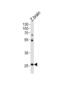 Homeobox protein Hox-C4a antibody, abx034831, Abbexa, Western Blot image 