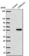 Casein Kinase 1 Gamma 3 antibody, NBP1-91045, Novus Biologicals, Western Blot image 