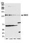 Structural maintenance of chromosomes protein 5 antibody, NB100-469, Novus Biologicals, Western Blot image 