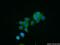 Nuclear Transport Factor 2 antibody, 15538-1-AP, Proteintech Group, Immunofluorescence image 