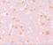NLR Family Pyrin Domain Containing 7 antibody, A07838, Boster Biological Technology, Immunohistochemistry frozen image 