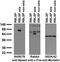 Neuronal PAS Domain Protein 4 antibody, 75-396, Antibodies Incorporated, Western Blot image 