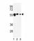 Tubulin Beta 1 Class VI antibody, F51482-0.4ML, NSJ Bioreagents, Western Blot image 