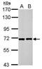 RIO Kinase 3 antibody, PA5-28585, Invitrogen Antibodies, Western Blot image 