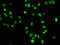 Histone Cluster 4 H4 antibody, LS-C675340, Lifespan Biosciences, Immunofluorescence image 