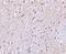 Solute Carrier Family 9 Member A1 antibody, NBP1-76848, Novus Biologicals, Immunohistochemistry paraffin image 