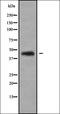 Pannexin 1 antibody, orb337185, Biorbyt, Western Blot image 