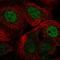 REST Corepressor 1 antibody, HPA054241, Atlas Antibodies, Immunofluorescence image 