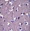 Glutamate Ionotropic Receptor Delta Type Subunit 1 antibody, LS-C166671, Lifespan Biosciences, Immunohistochemistry frozen image 