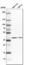 THO Complex 3 antibody, HPA044009, Atlas Antibodies, Western Blot image 