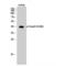 SMAD Family Member 3 antibody, LS-C381352, Lifespan Biosciences, Western Blot image 