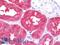 Argininosuccinate Synthase 1 antibody, LS-B10729, Lifespan Biosciences, Immunohistochemistry paraffin image 