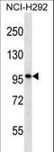 Dispatched RND Transporter Family Member 3 antibody, LS-C162283, Lifespan Biosciences, Western Blot image 