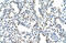 WD Repeat Domain 6 antibody, ARP41313_P050, Aviva Systems Biology, Immunohistochemistry frozen image 