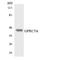 G Protein-Coupled Receptor Class C Group 5 Member A antibody, LS-C292030, Lifespan Biosciences, Western Blot image 