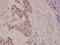 p130cas antibody, PA5-36721, Invitrogen Antibodies, Immunohistochemistry frozen image 