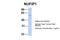 Nuclear FMR1 Interacting Protein 1 antibody, 25-293, ProSci, Western Blot image 