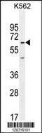 Kelch Like Family Member 40 antibody, 55-174, ProSci, Western Blot image 