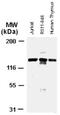 Apoptotic Peptidase Activating Factor 1 antibody, NB100-56074, Novus Biologicals, Western Blot image 