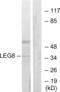 Galectin 8 antibody, abx014043, Abbexa, Western Blot image 