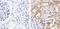 Mitogen-Activated Protein Kinase Kinase 1 antibody, 44-458G, Invitrogen Antibodies, Immunohistochemistry frozen image 