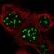 Paired Like Homeodomain 2 antibody, NBP1-91708, Novus Biologicals, Immunofluorescence image 