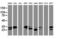 Palmitoyl-Protein Thioesterase 1 antibody, LS-C788843, Lifespan Biosciences, Western Blot image 