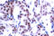 JunB Proto-Oncogene, AP-1 Transcription Factor Subunit antibody, LS-C177918, Lifespan Biosciences, Immunohistochemistry frozen image 
