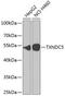 Thioredoxin Domain Containing 5 antibody, 15-399, ProSci, Western Blot image 