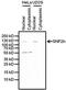 SWI/SNF Related, Matrix Associated, Actin Dependent Regulator Of Chromatin, Subfamily A, Member 5 antibody, MA3-055, Invitrogen Antibodies, Western Blot image 