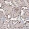 TBC1 Domain Family Member 12 antibody, HPA038277, Atlas Antibodies, Immunohistochemistry frozen image 