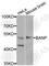 Btg3-associated nuclear protein antibody, A7595, ABclonal Technology, Western Blot image 