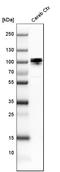 UBTF antibody, HPA006385, Atlas Antibodies, Western Blot image 