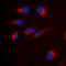 N-arachidonyl glycine receptor antibody, LS-C352264, Lifespan Biosciences, Immunofluorescence image 
