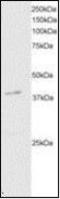 Death Associated Protein Kinase 2 antibody, orb88979, Biorbyt, Western Blot image 