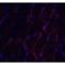 Chondroadherin Like antibody, LS-C358513, Lifespan Biosciences, Immunofluorescence image 